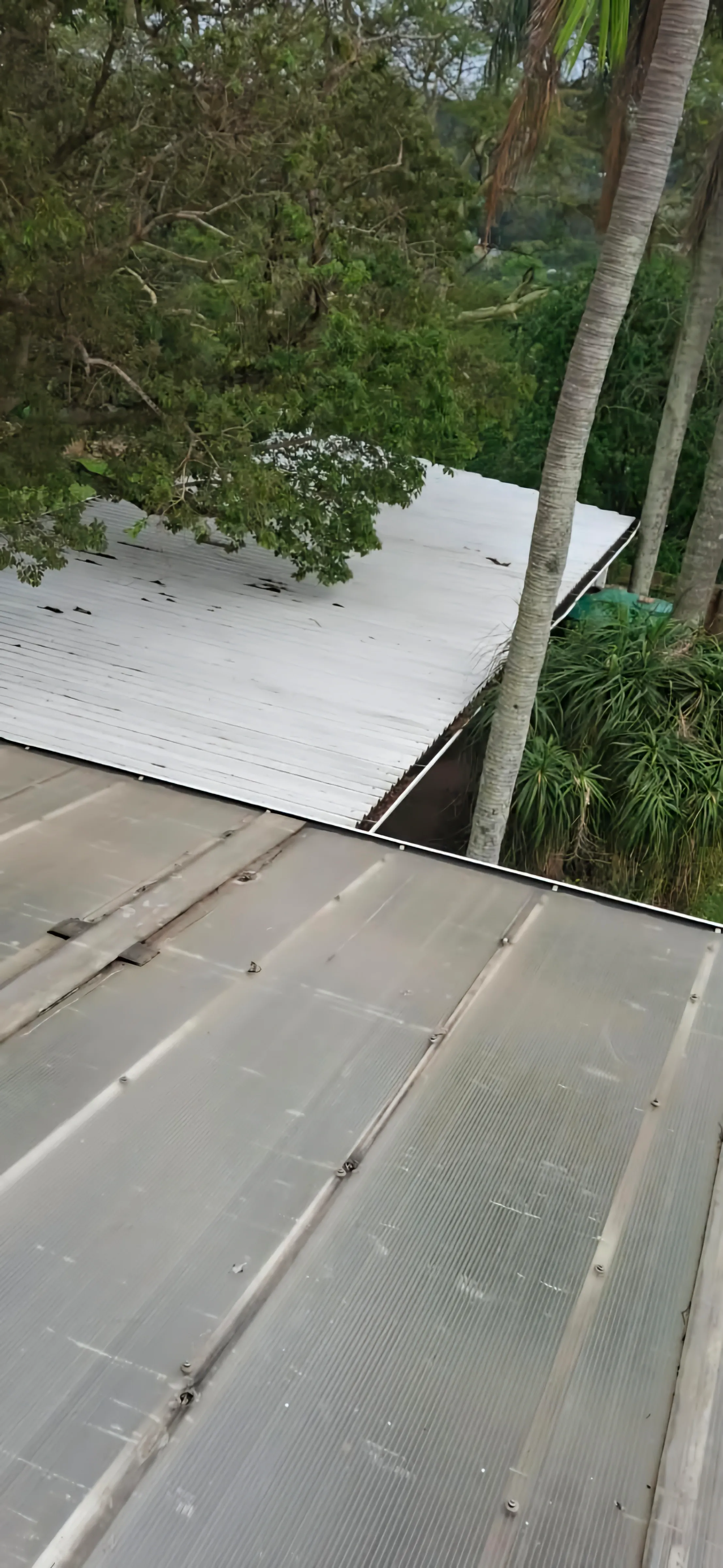 Sheeted roofing with translucent panels let into the run